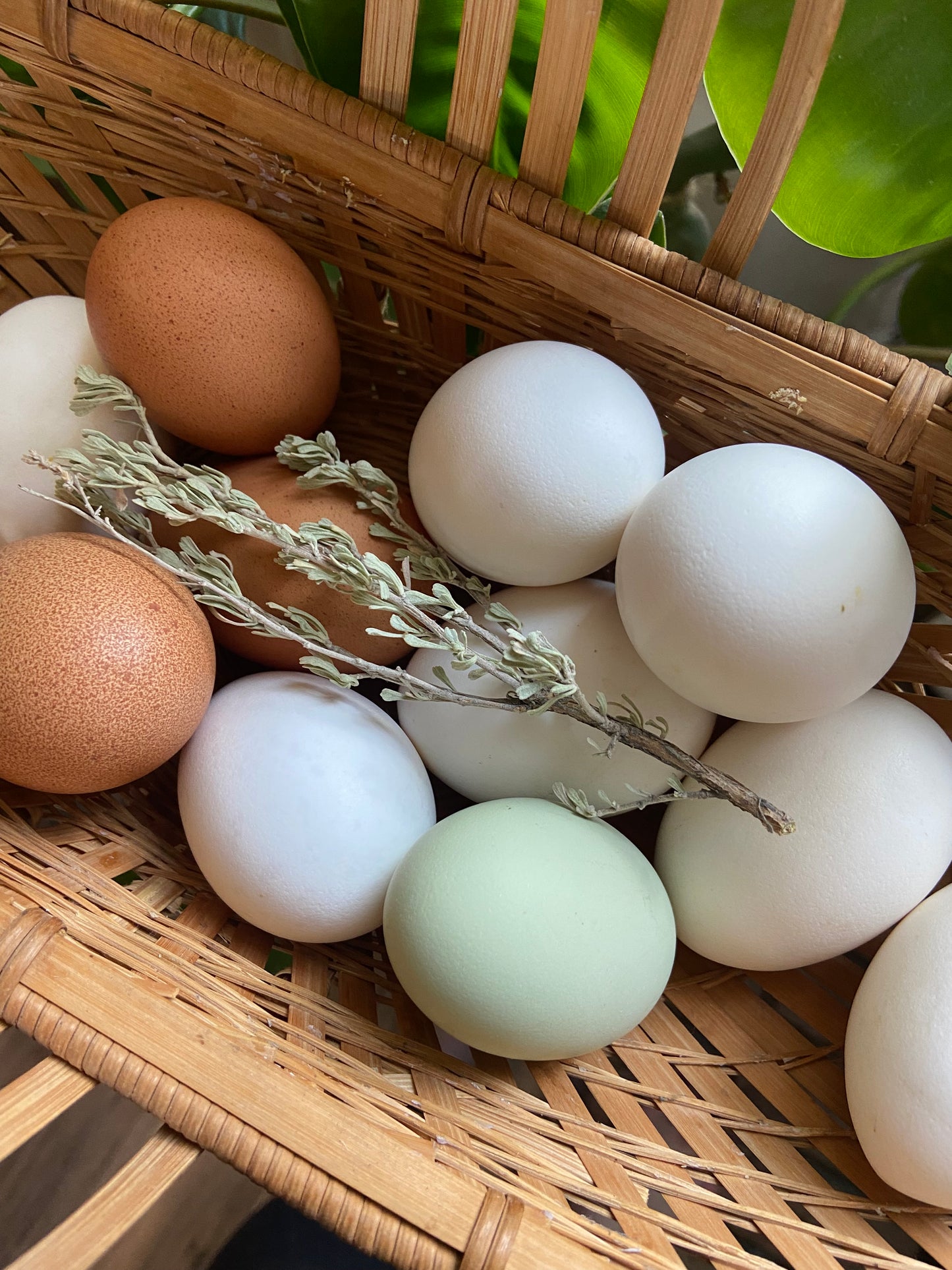 Chicken Eggs - One dozen
