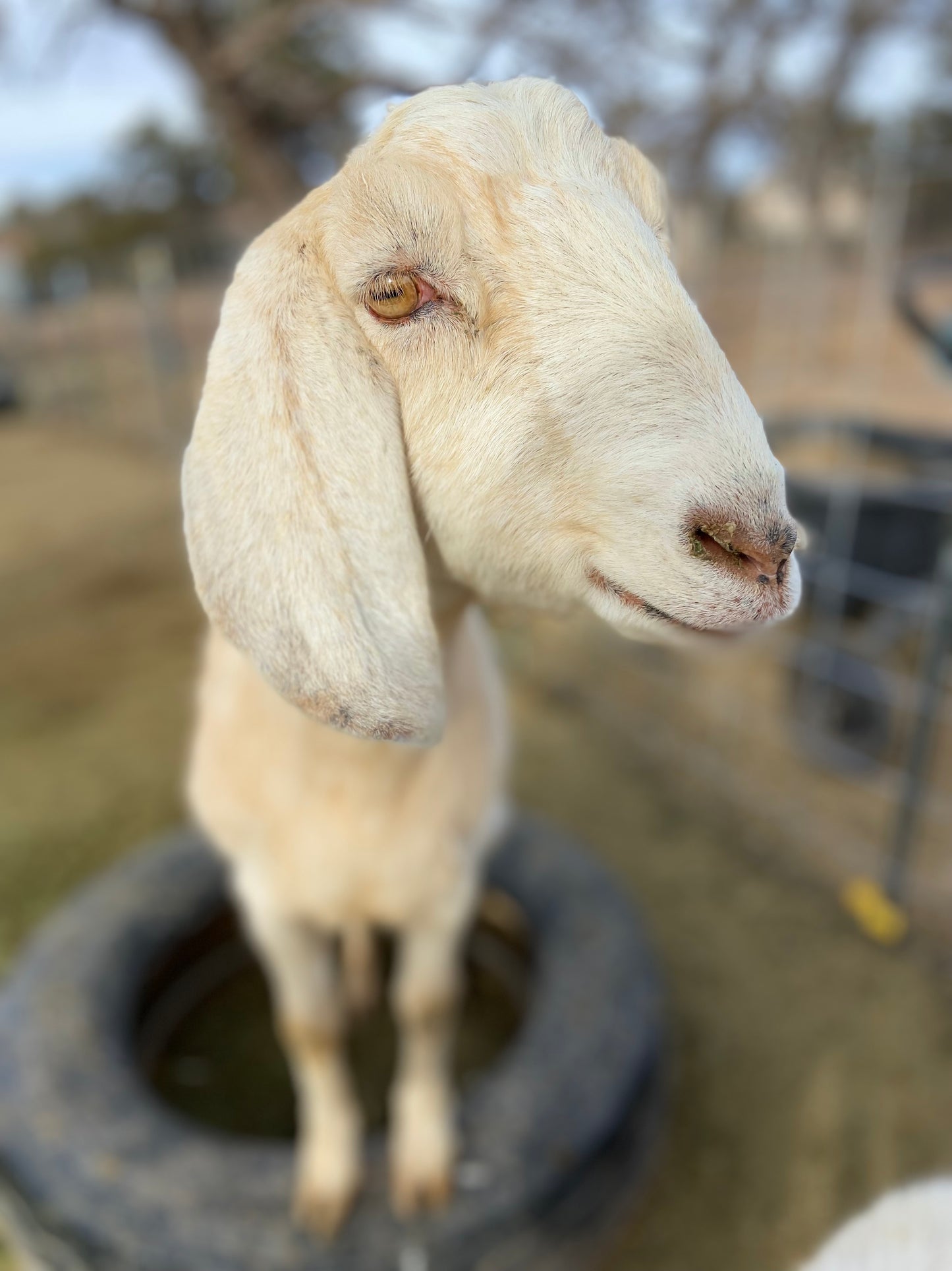 little ch’aska THISTLE GOAT’s milk lotion