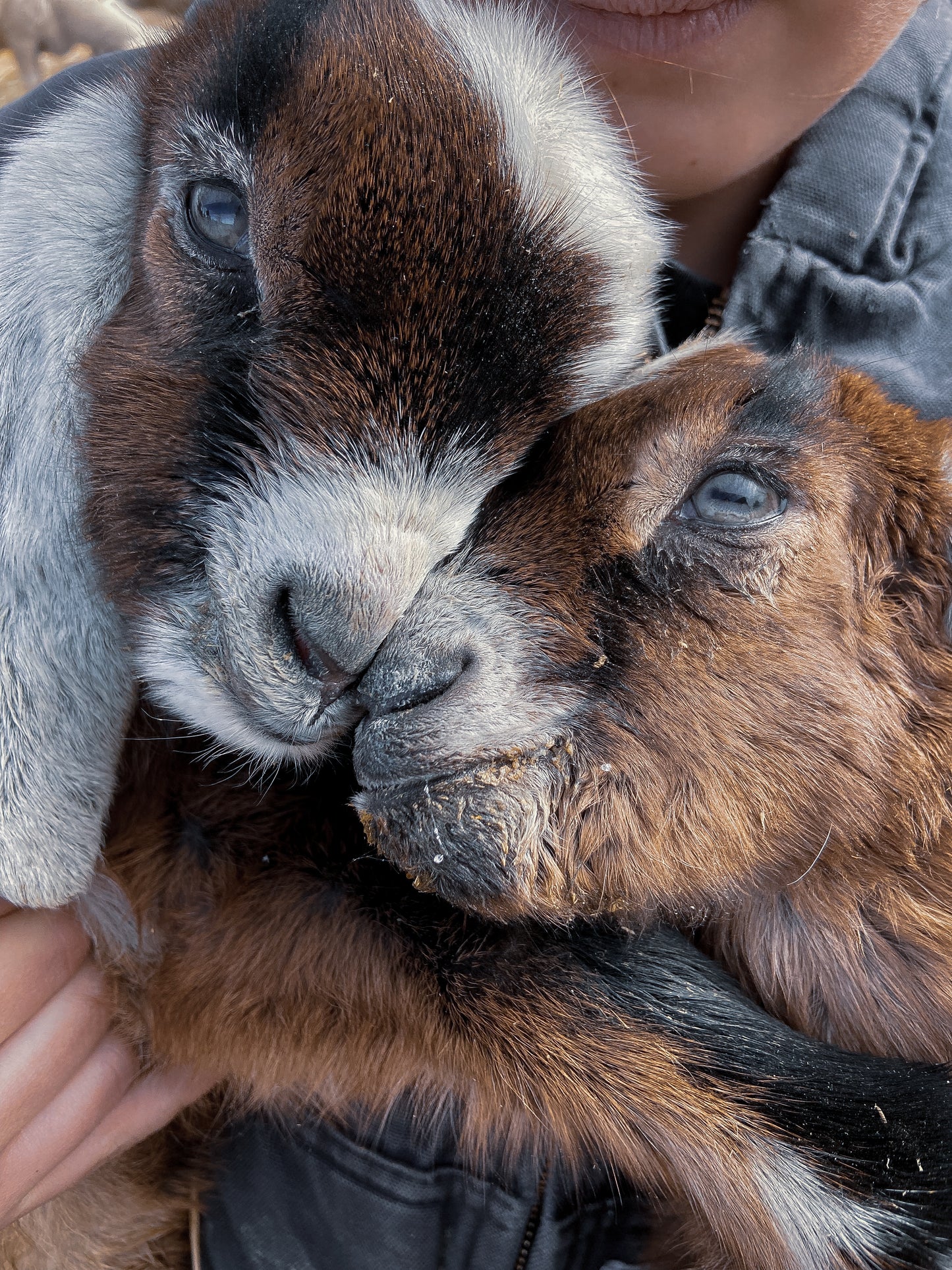 little ch’aska THISTLE GOAT’s milk lotion